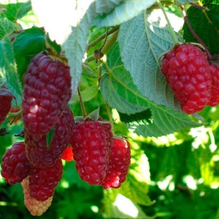 Малина садовая Брянское Диво